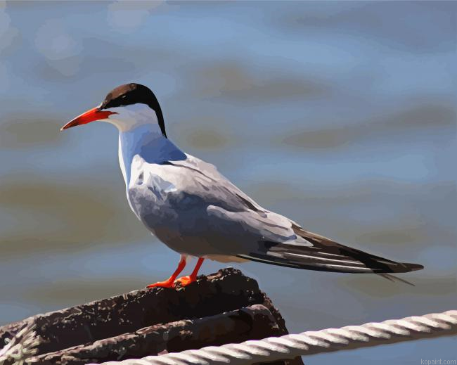 Aesthetic Sternidae Tern Bird Painting By Numberss.png