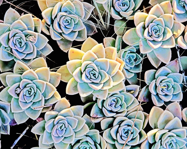 Aesthetic Succulents New Painting By Numberss.png