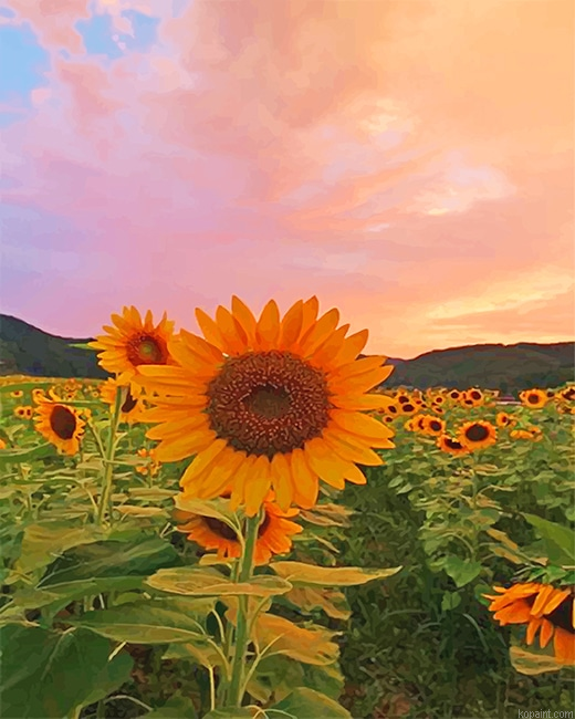 Aesthetic Sunflowers New Painting By Numberss.png