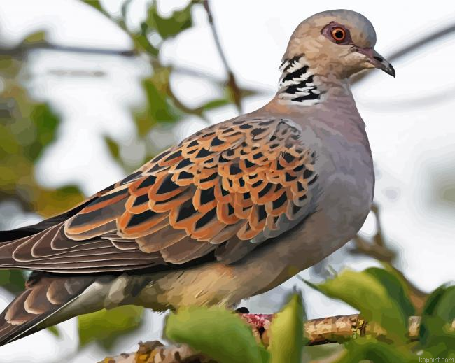 Aesthetic Turtle Dove Painting By Numberss.png