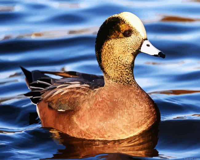Aesthetic Wigeon Bird Paint By Numbers.png