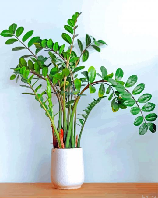 Aesthetic Zamioculcas Plant Paint By Numbers.png