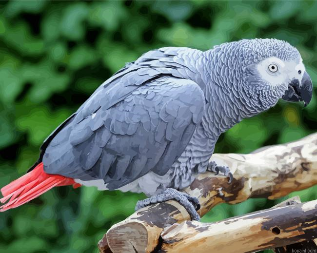 African Grey Parrot Painting By Numberss.png
