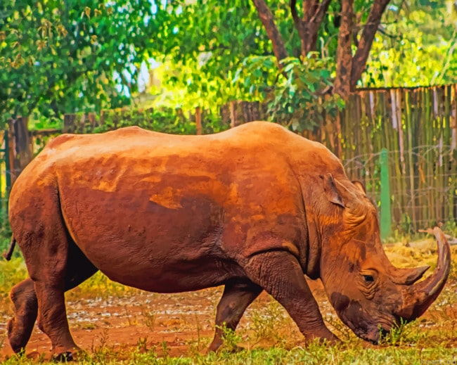African Rhinoceros Painting By Numberss.png