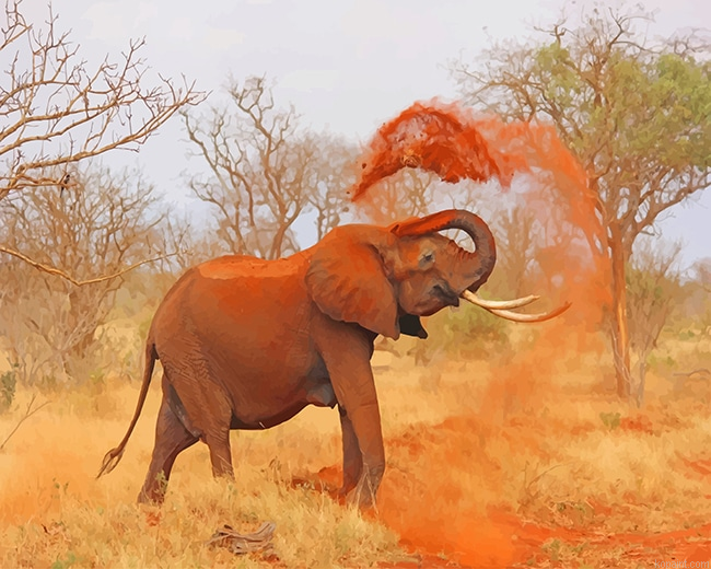 African Elephant New Painting By Numberss.png