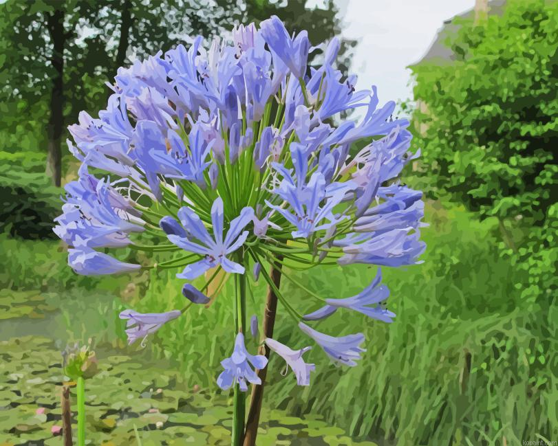Agapanthus Flowering Plant Paint By Numbers
