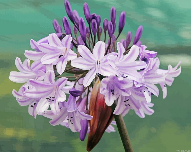 Agapanthus Painting By Numberss.png
