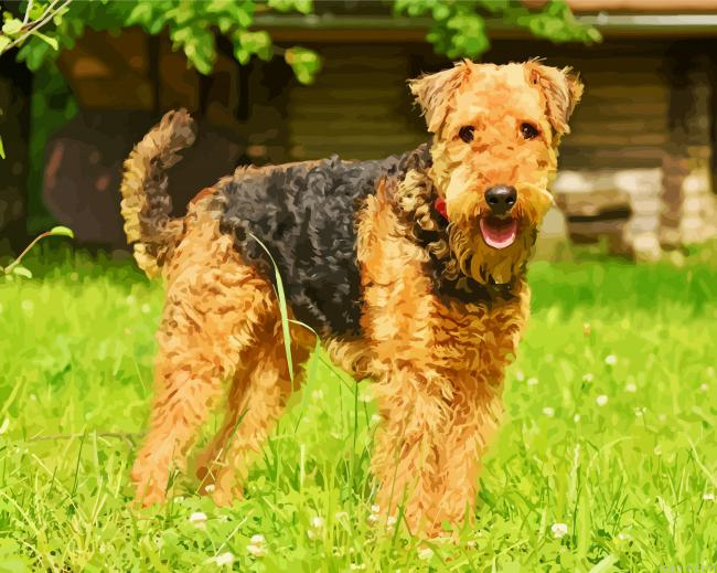 Airedale Terrier Dogs Painting By Numberss.png
