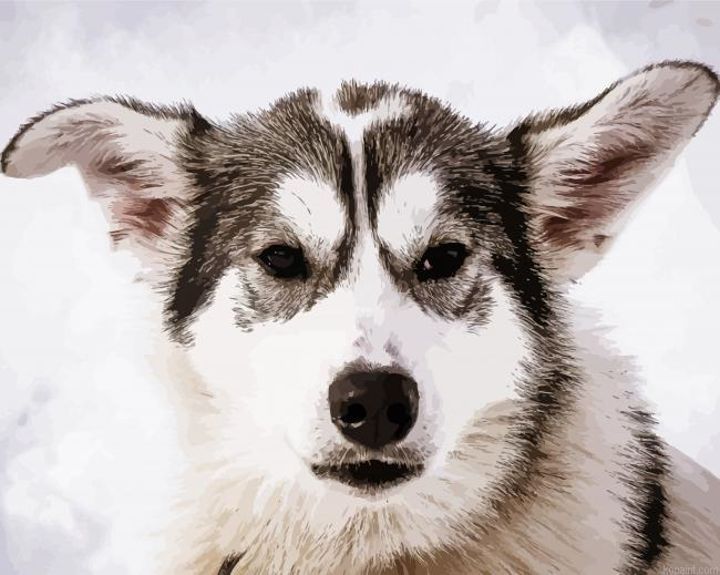 Alaskan Husky Animals Painting By Numberss.png
