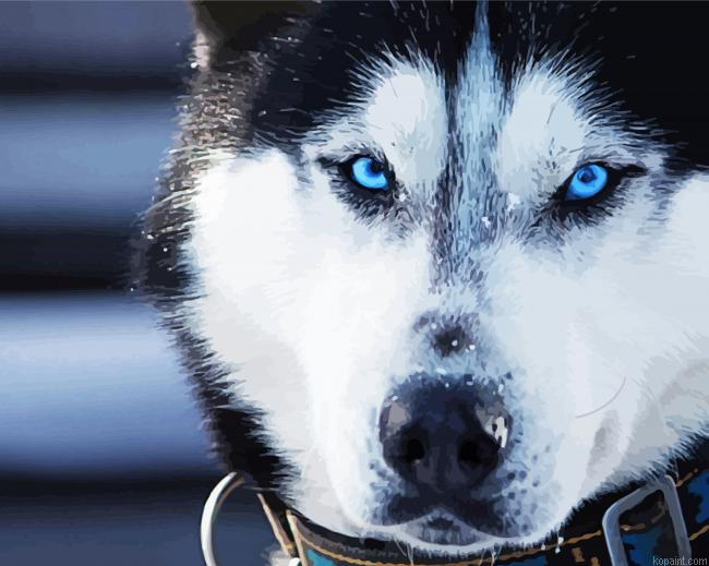 Alaskan Husky Blue Eyes Painting By Numberss.png