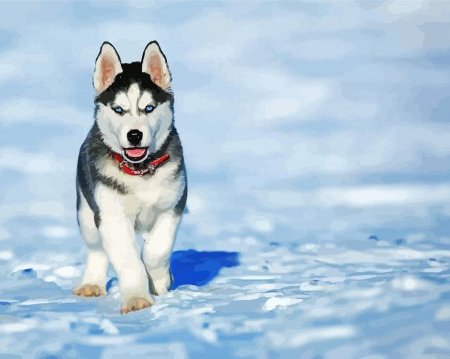 Alaskan Husky Puppy Painting By Numberss.png