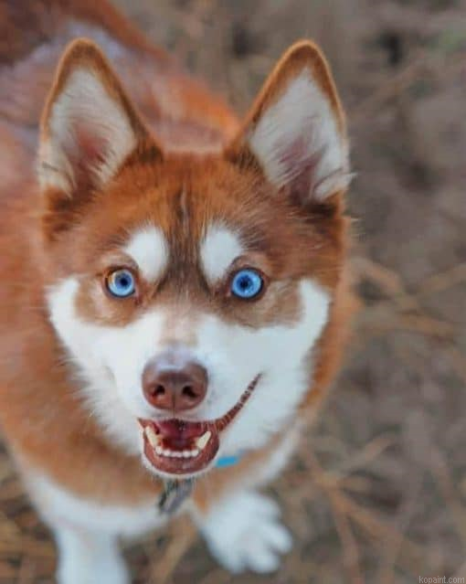 Alaskan Klee Kai Painting By Numberss.png