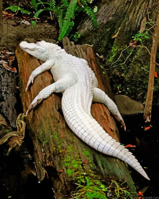 Albino Crocodile On Tree Painting By Numberss.png