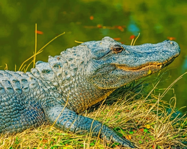 Alligator Animal Painting By Numberss.png