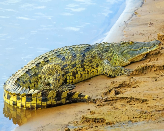 Alligator Painting By Numberss.png