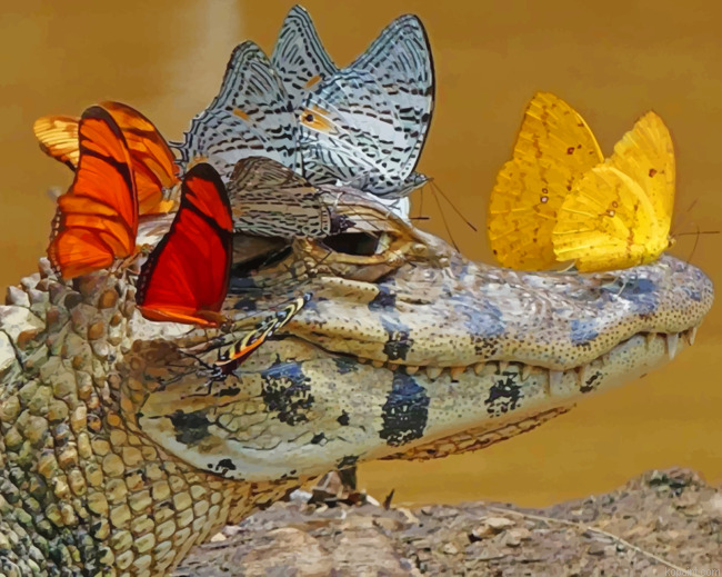Alligator With Butterflies Painting By Numberss.png