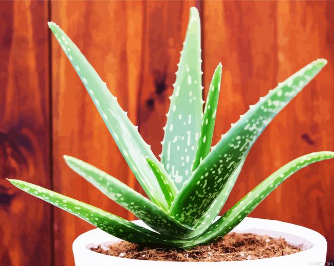 Aloe Vera Plant Painting By Numberss.png