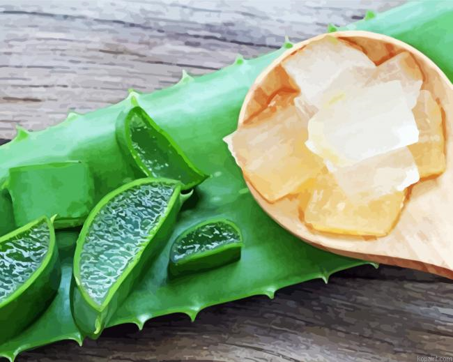Aloe Vera Plant Slices Painting By Numberss.png