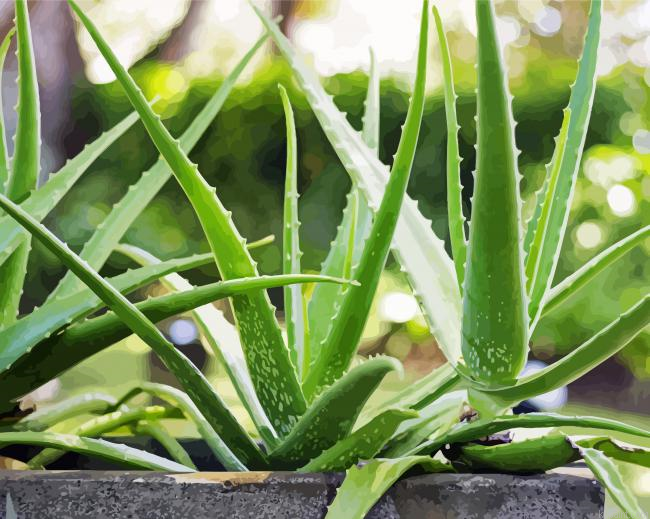 Aloe Vera Plants Painting By Numberss.png