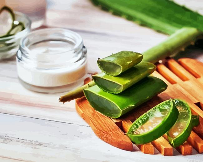 Aloe Vera Plants Slices Painting By Numberss.png
