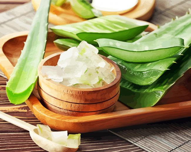 Aloe Vera Slices Painting By Numberss.png