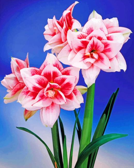 Amaryllis Flower Painting By Numberss.png
