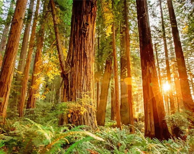 Amazing Redwoods Painting By Numberss.png