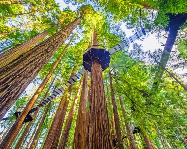 Amazing Redwoods Trees Painting By Numberss.png