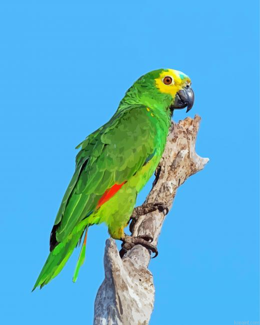 Amazon Parrot Painting By Numberss.png