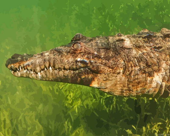 American Crocodile Swimming Underwater Painting By Numberss.png