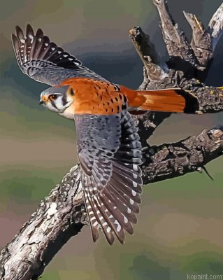 American Kesrel Desert Bird Painting By Numberss.png