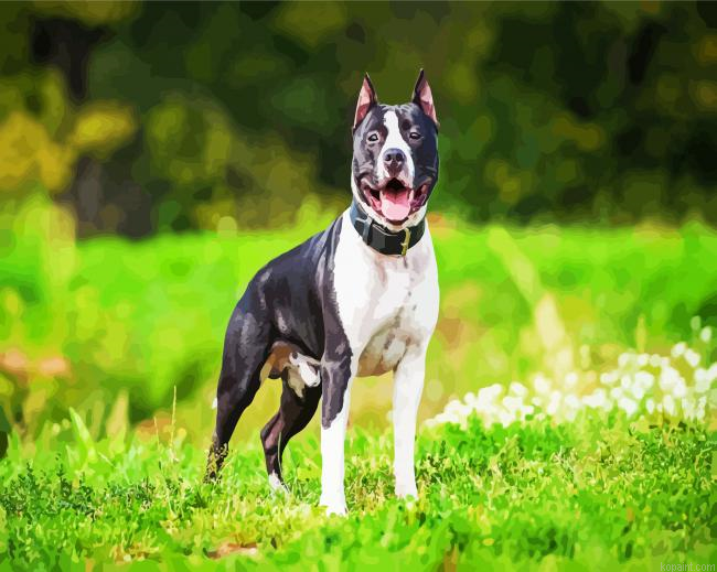 American Staffordshire Painting By Numberss.png