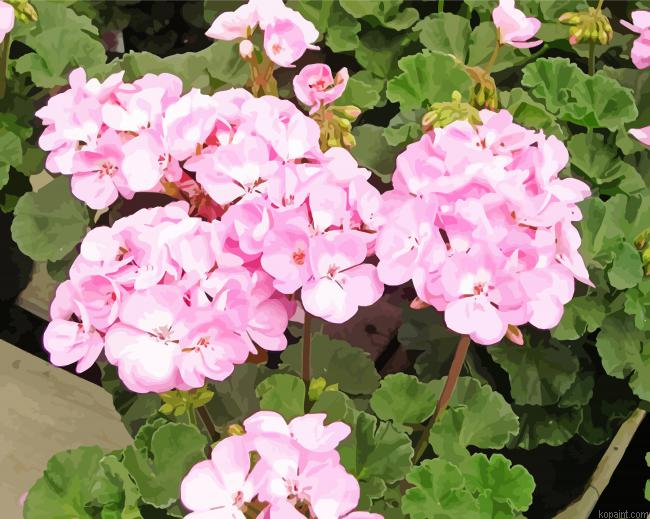 Amsterdam Gernium Blossom Paint By Numbers