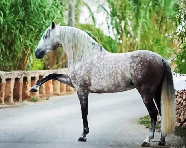 Andalusian Horse Animal Painting By Numberss.png