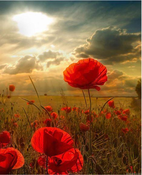 Anemone Coronaria Flower Landscape Painting By Numberss.png