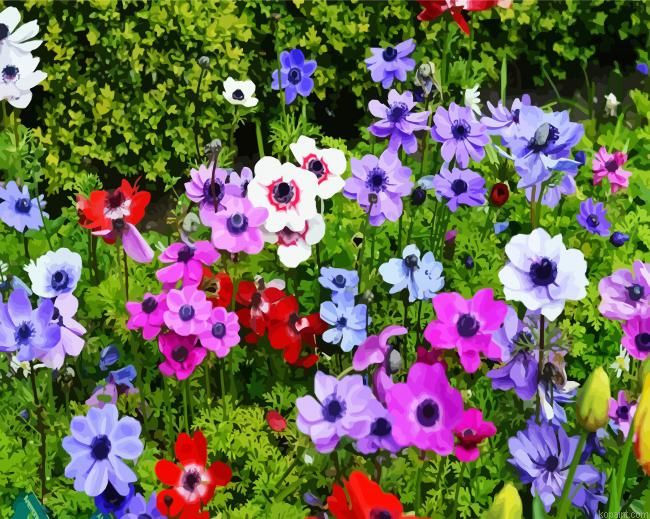 Anemones Flowers Painting By Numberss.png