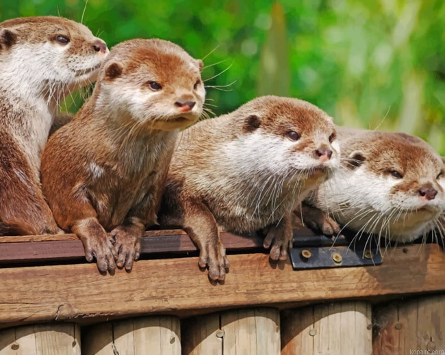 Angry Otters Painting By Numberss.png