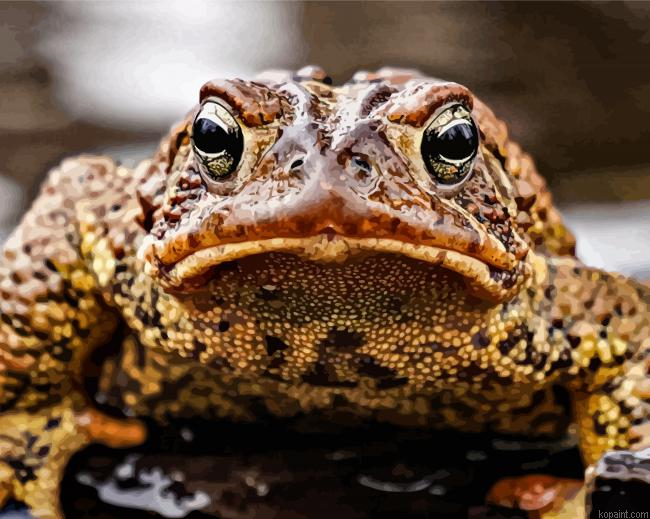 Angry Toad Animal Paint By Numbers