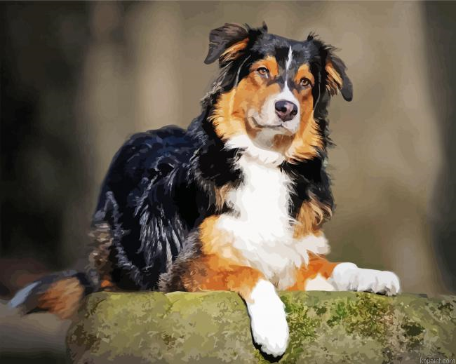 Animal Australian Shepherd Paint By Numbers