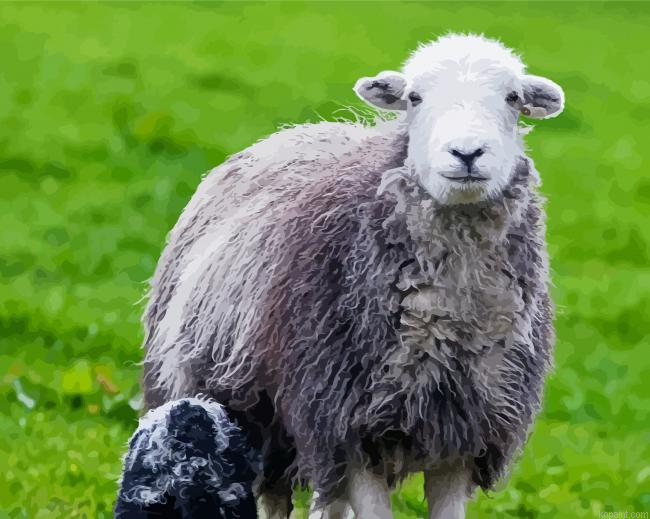 Animal Herdwick Painting By Numberss.png