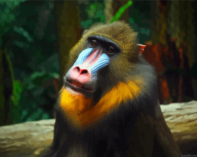 Animal Mandrill Monkey Painting By Numberss.png