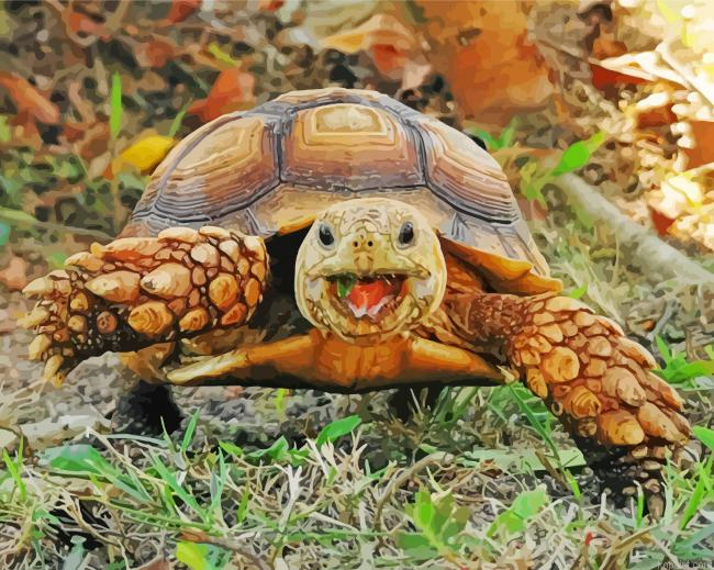 Animal Tortoise Painting By Numberss.png