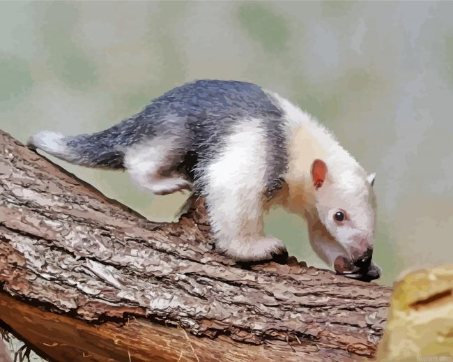 Anteater Animal Paint By Numbers