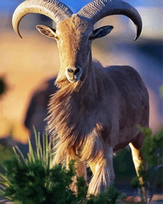 Aoudad Animal Paint By Numbers