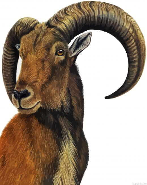 Aoudad Art Paint By Numbers