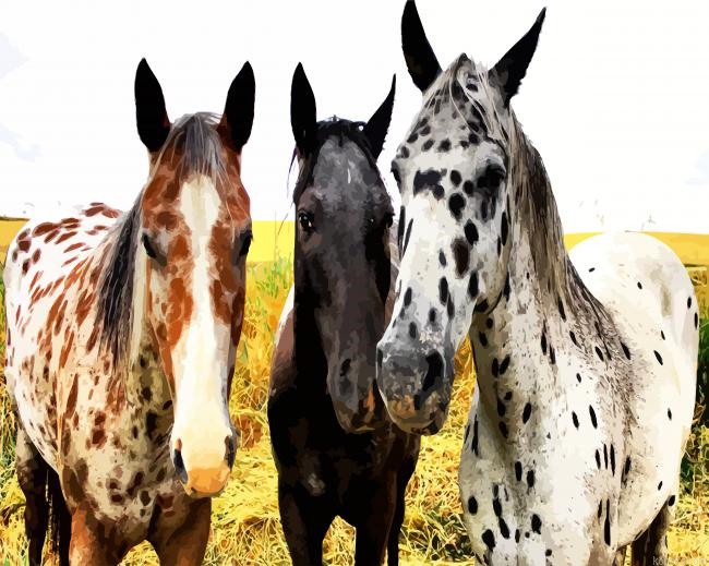 Appaloosa Horses Paint by Numbers