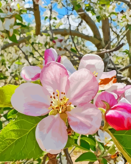 Apple Flower Painting By Numberss.png
