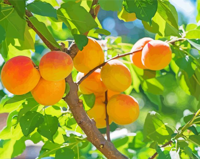 Apricot In Tree Painting By Numberss.png