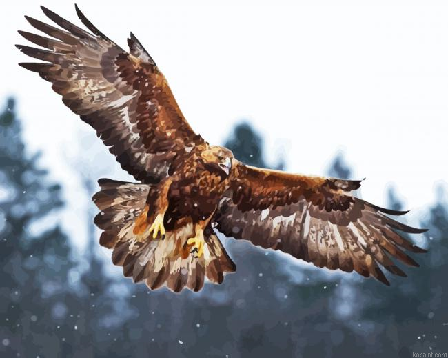 Aquila Eagle Painting By Numberss.png