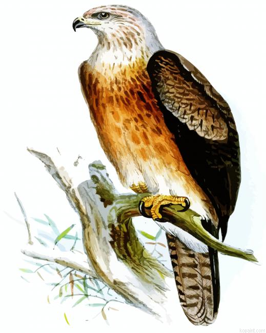 Aquilla Bird Art Painting By Numberss.png
